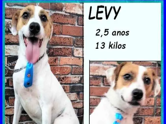 Cachorro ra a SRD-ViraLata idade 2 anos nome Levy