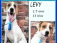 Levy