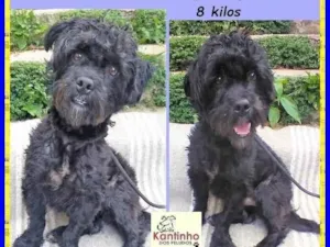 Cachorro raça SRD-ViraLata idade 3 anos nome Joaquim 