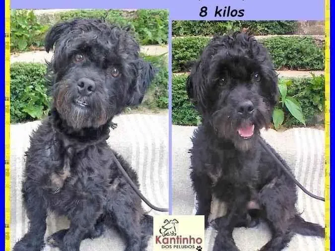 Cachorro ra a SRD-ViraLata idade 3 anos nome Joaquim 