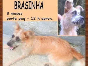 Cachorro raça SRD-ViraLata idade 7 a 11 meses nome Brasinha