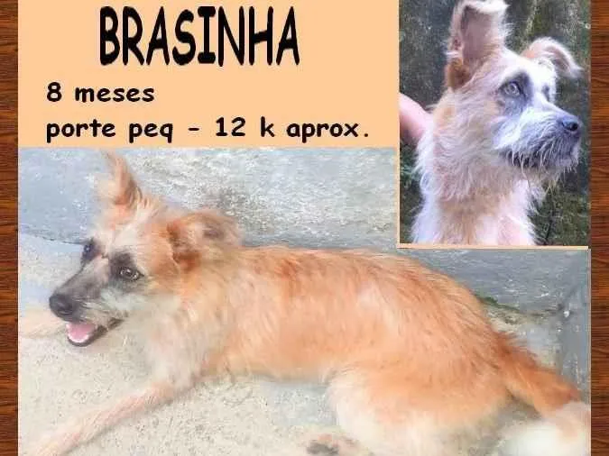 Cachorro ra a SRD-ViraLata idade 7 a 11 meses nome Brasinha