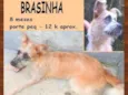 Brasinha