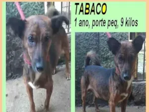 Cachorro raça SRD-ViraLata idade 1 ano nome Tabaco
