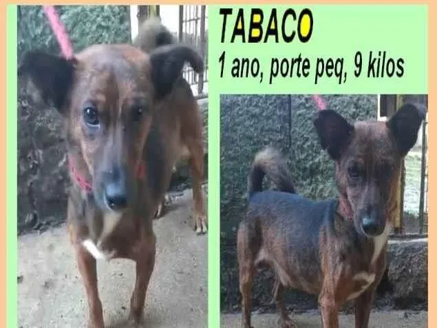 Cachorro ra a SRD-ViraLata idade 1 ano nome Tabaco