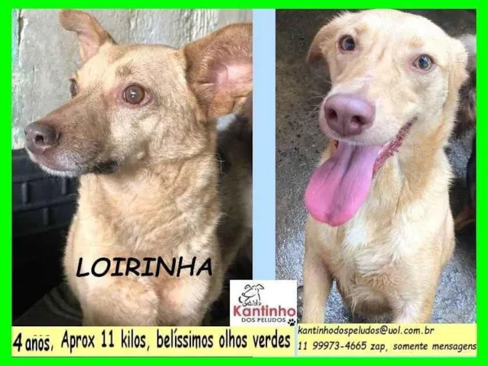 Cachorro ra a SRD-ViraLata idade 4 anos nome Loirinha