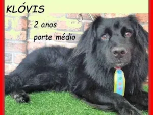 Cachorro raça SRD-ViraLata idade 2 anos nome Klóvis