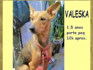 Cachorro raça SRD-ViraLata idade 1 ano nome Valeska