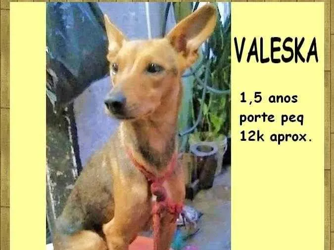 Cachorro ra a SRD-ViraLata idade 1 ano nome Valeska