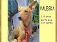 Valeska