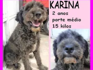 Cachorro raça SRD-ViraLata idade 2 anos nome Karina