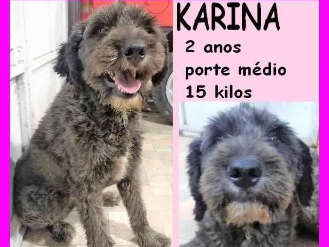 Cachorro ra a SRD-ViraLata idade 2 anos nome Karina