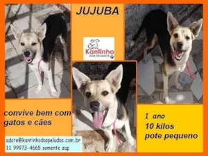 Cachorro raça SRD-ViraLata idade 1 ano nome Jujuba