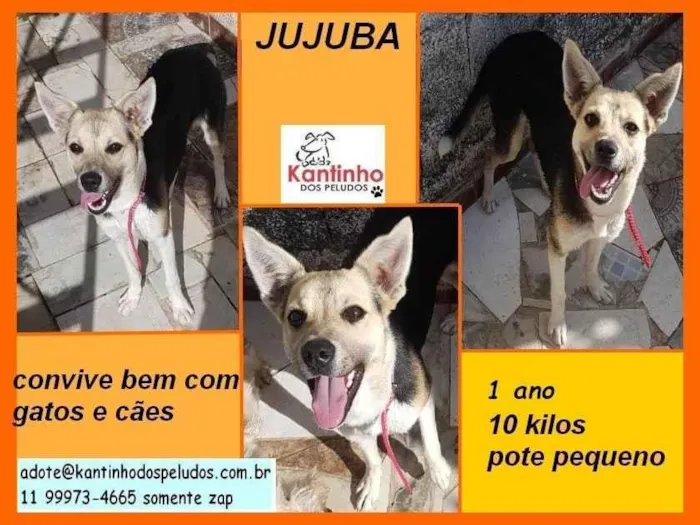 Cachorro ra a SRD-ViraLata idade 1 ano nome Jujuba