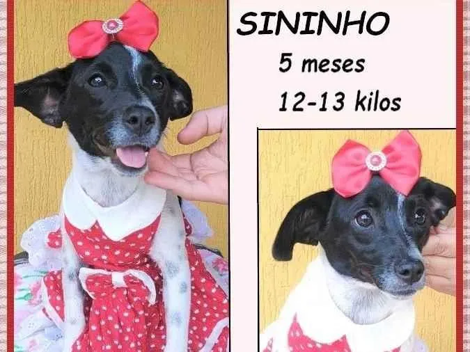 Cachorro ra a SRD-ViraLata idade 2 a 6 meses nome Sininho 