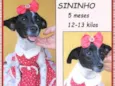 Sininho