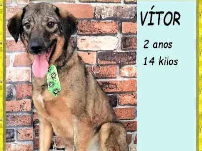 Cachorro raça SRD-ViraLata idade 2 anos nome Vítor