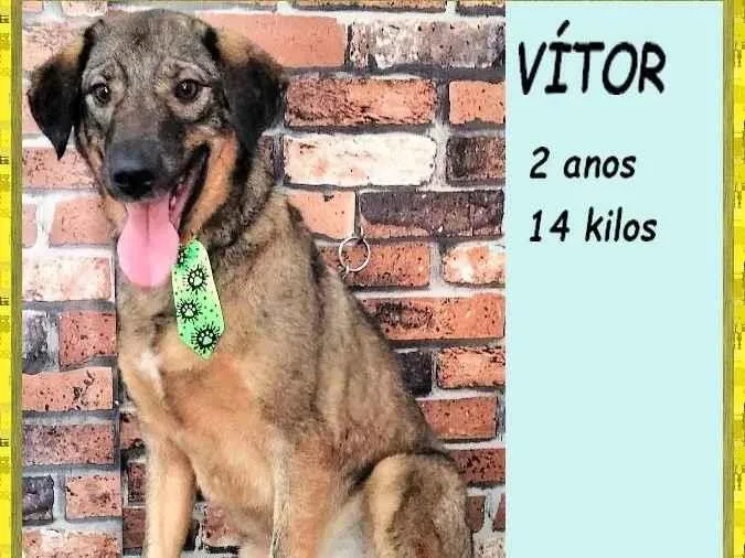 Cachorro ra a SRD-ViraLata idade 2 anos nome Vítor
