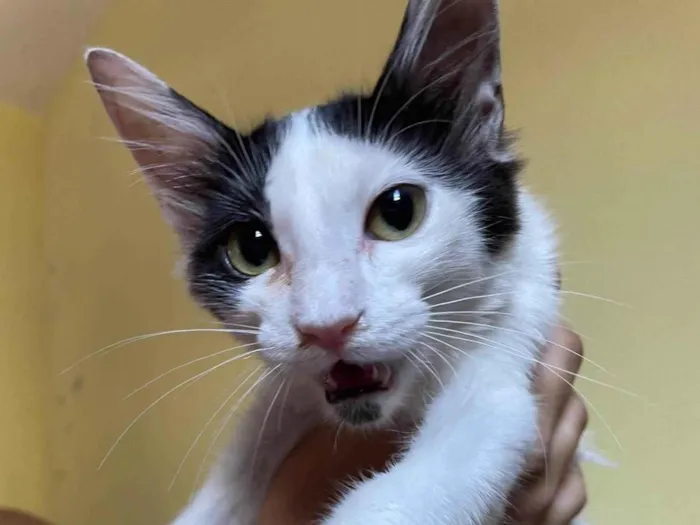 Gato ra a SRD-ViraLata idade 2 a 6 meses nome Sem nome 