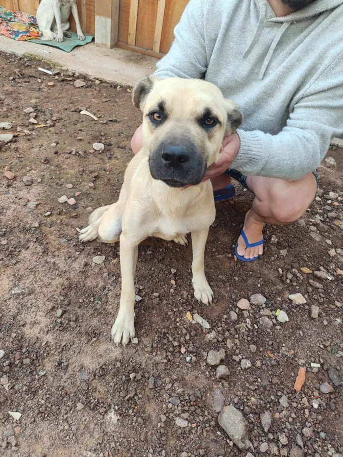 Cachorro ra a SRD-ViraLata idade 7 a 11 meses nome Tanus