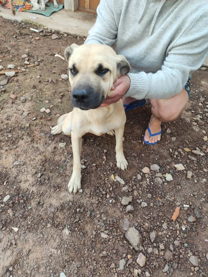Cachorro ra a SRD-ViraLata idade 7 a 11 meses nome Tanus