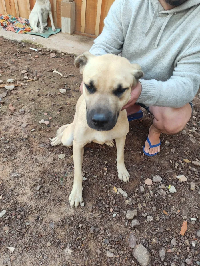 Cachorro ra a SRD-ViraLata idade 7 a 11 meses nome Tanus