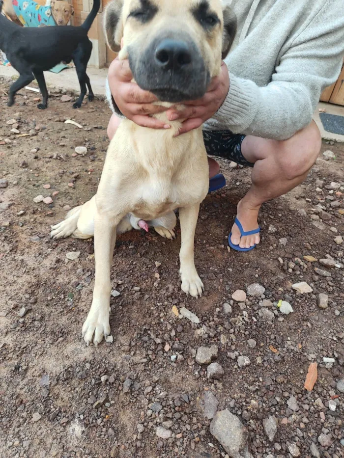 Cachorro ra a SRD-ViraLata idade 7 a 11 meses nome Tanus
