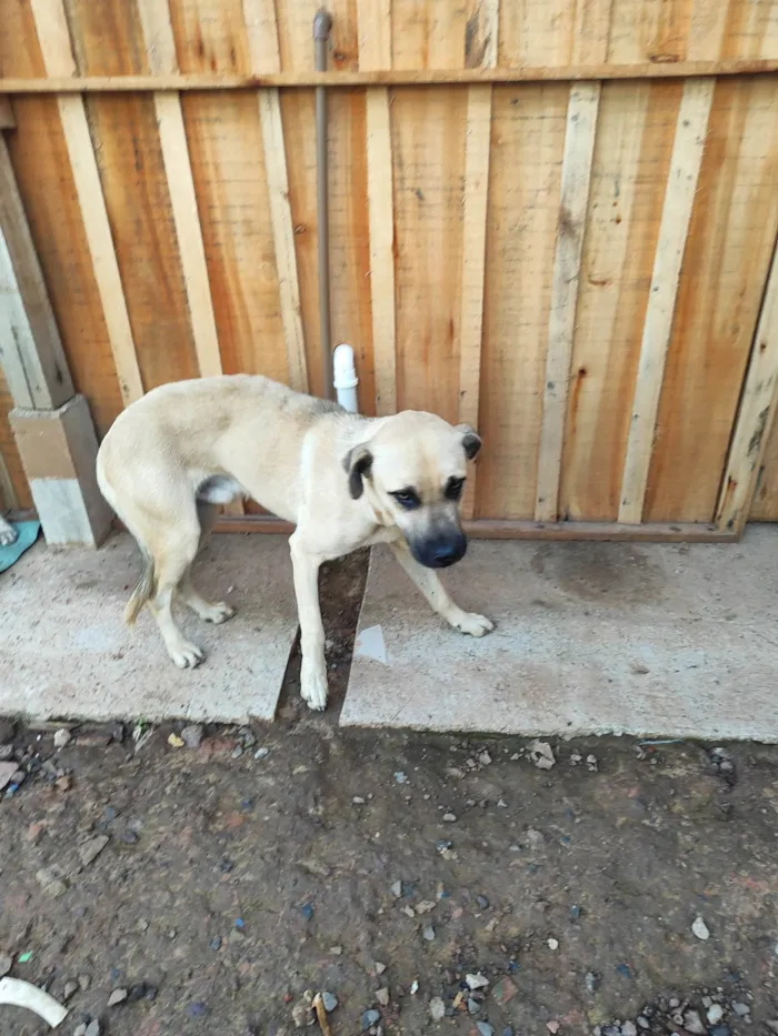 Cachorro ra a SRD-ViraLata idade 7 a 11 meses nome Tanus