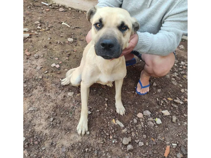 Cachorro ra a SRD-ViraLata idade 7 a 11 meses nome Tanus