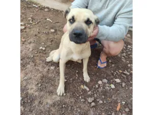 Cachorro raça SRD-ViraLata idade 7 a 11 meses nome Tanus