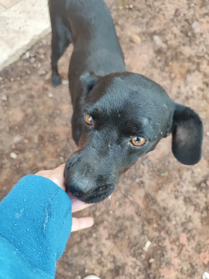 Cachorro ra a SRD-ViraLata idade 2 anos nome Negão 