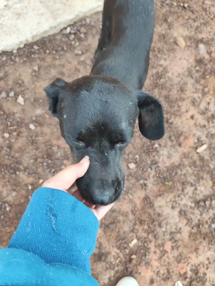 Cachorro ra a SRD-ViraLata idade 2 anos nome Negão 