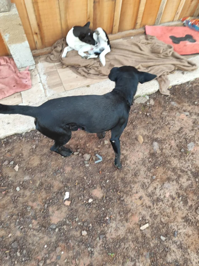 Cachorro ra a SRD-ViraLata idade 2 anos nome Negão 
