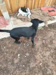 Negão
