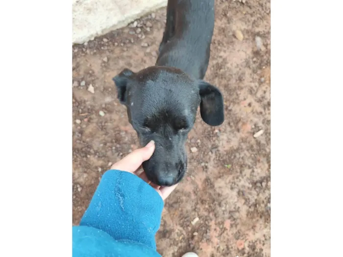 Cachorro ra a SRD-ViraLata idade 2 anos nome Negão 