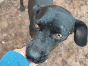 Cachorro raça SRD-ViraLata idade 2 anos nome Negão 