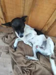 Bobi