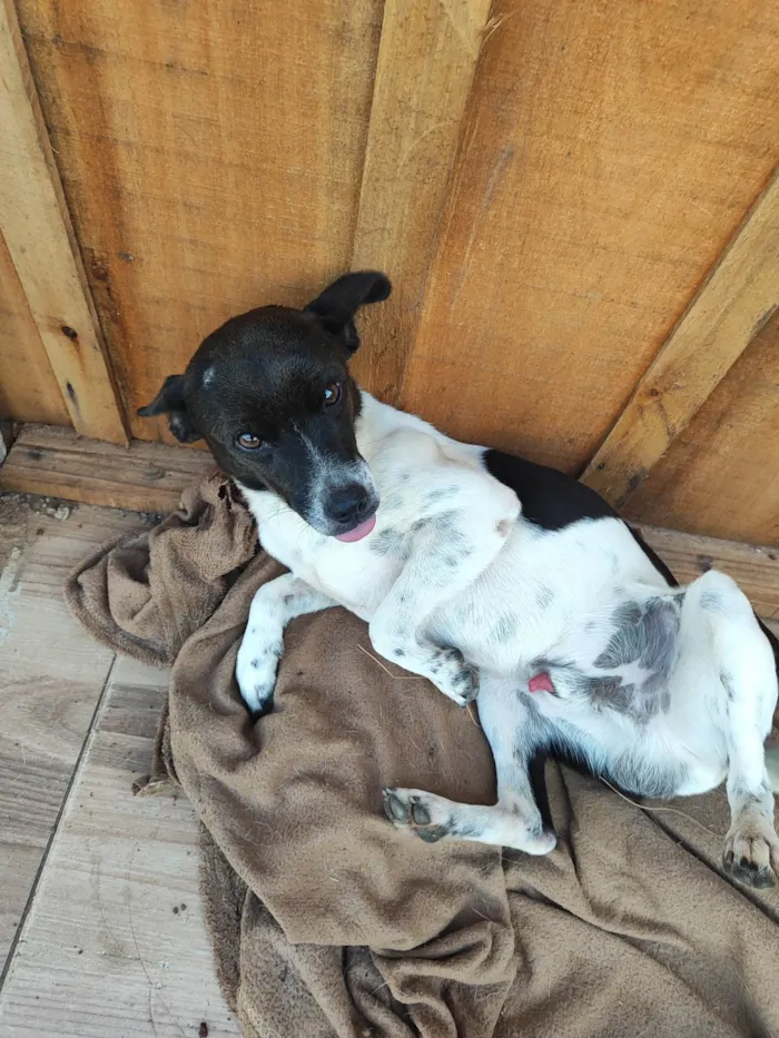 Cachorro ra a SRD-ViraLata idade 2 anos nome Bobi