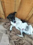 Bobi