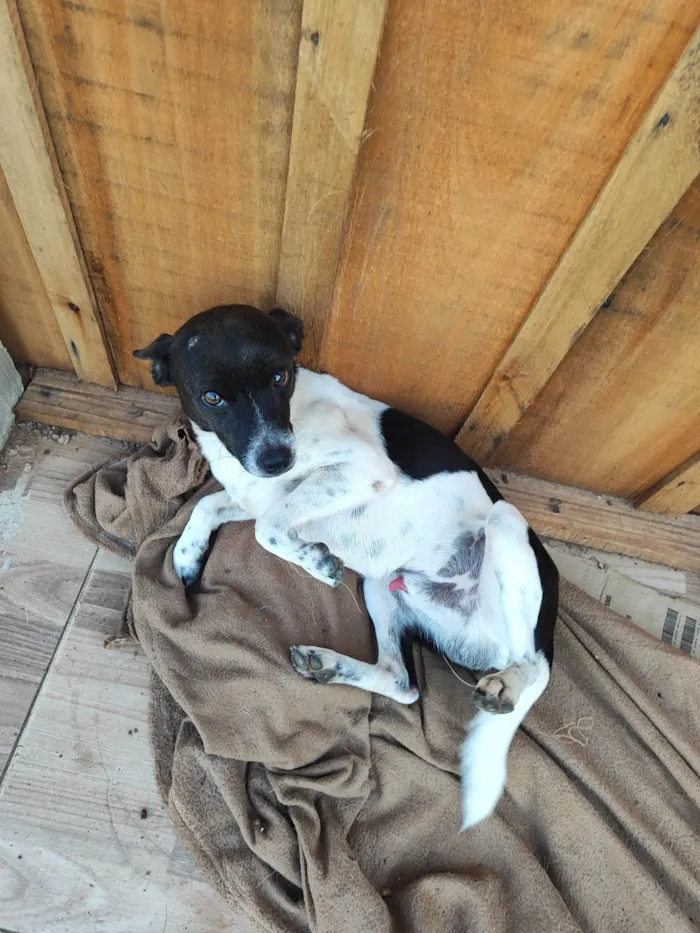 Cachorro ra a SRD-ViraLata idade 2 anos nome Bobi