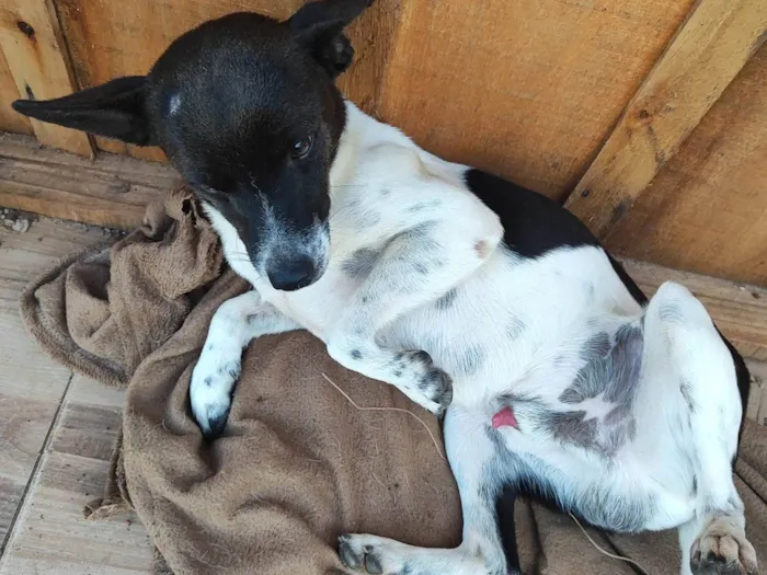 Cachorro ra a SRD-ViraLata idade 2 anos nome Bobi