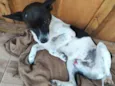 Bobi