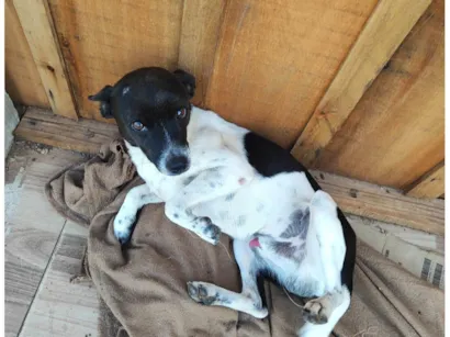 Cachorro raça SRD-ViraLata idade 2 anos nome Bobi
