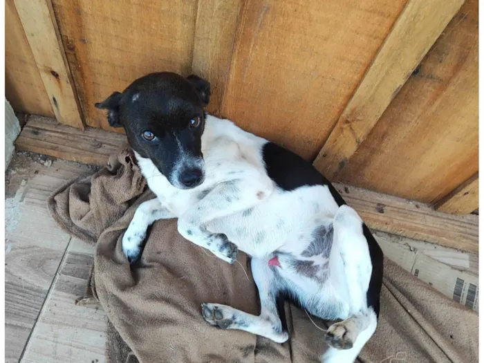 Cachorro ra a SRD-ViraLata idade 2 anos nome Bobi