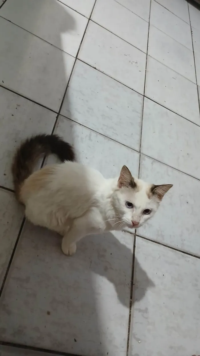 Gato ra a Ragdoll idade 2 a 6 meses nome Sol