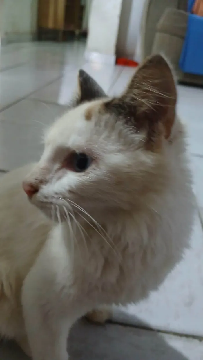 Gato ra a Ragdoll idade 2 a 6 meses nome Sol