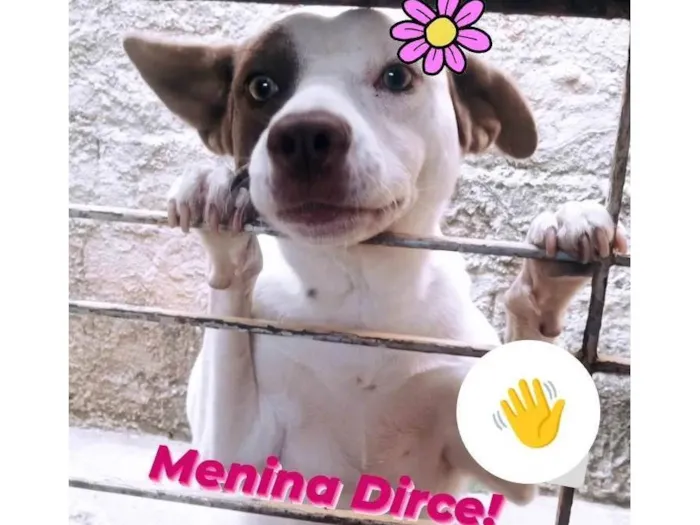Cachorro ra a SRD-ViraLata idade 1 ano nome Dirce
