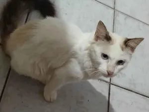 Gato raça Ragdoll idade 2 a 6 meses nome Sol