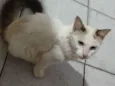 Sol