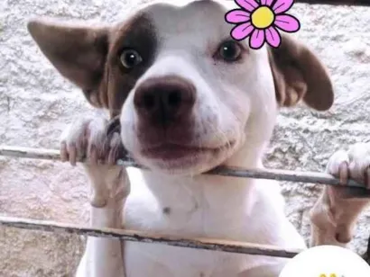 Cachorro raça SRD-ViraLata idade 1 ano nome Dirce